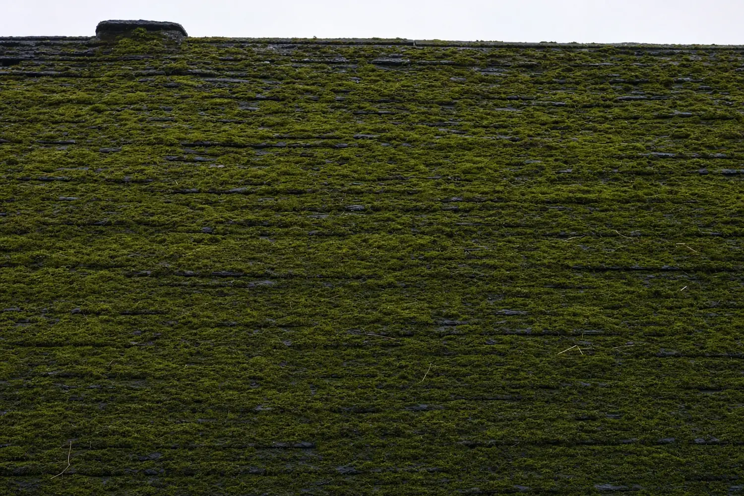 Versant nord d'une toiture d'ardoise entièrement recouvert d'un tapis de mousse épaisse, encore sombre et humide